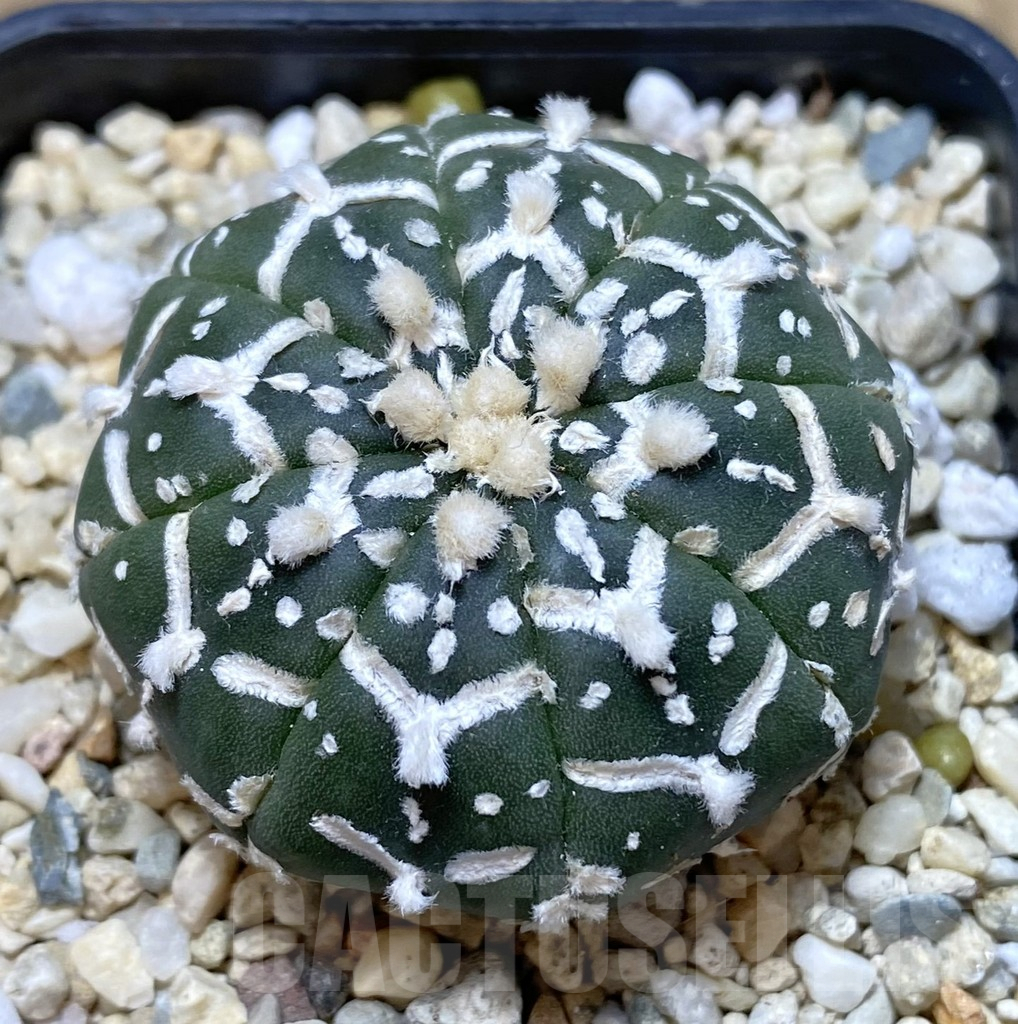 SHPR39935 Astrophytum asterias ‘Super Kabuto’ V-type f. nudum