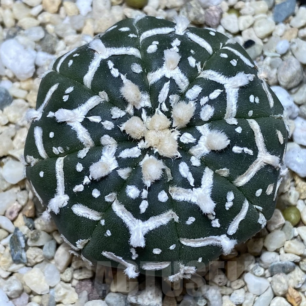 SHPR39935 Astrophytum asterias ‘Super Kabuto’ V-type f. nudum - 画像 (2)