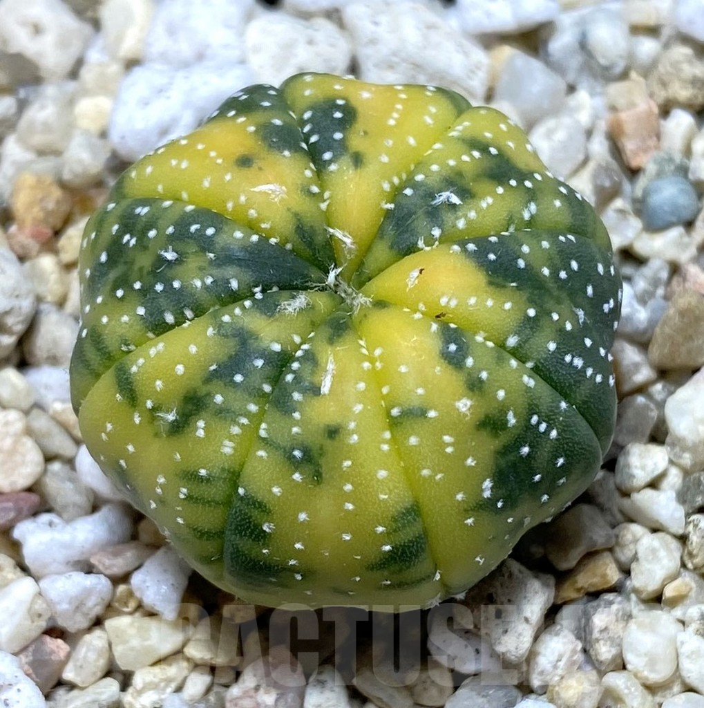 SHPR39936 Astrophytum asterias f. variegata