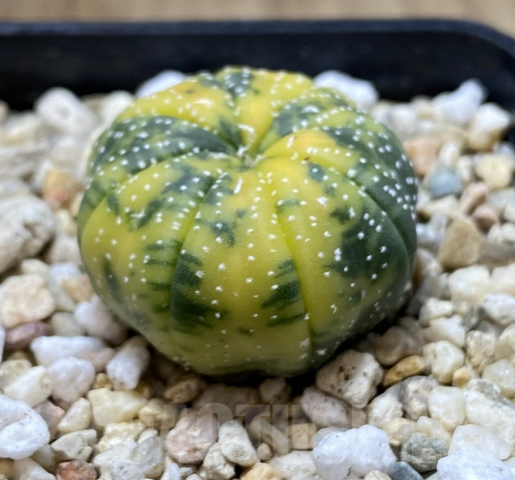 SHPR39936 Astrophytum asterias f. variegata - Image 2