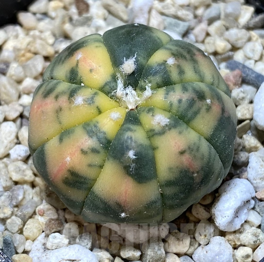 SHPR39939 Astrophytum asterias f. variegata