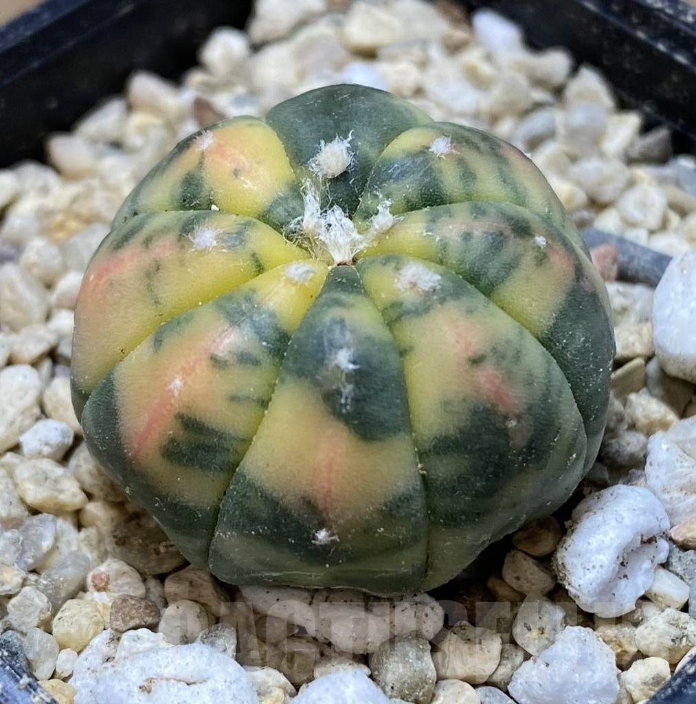 SHPR39939 Astrophytum asterias f. variegata - Зображення 2