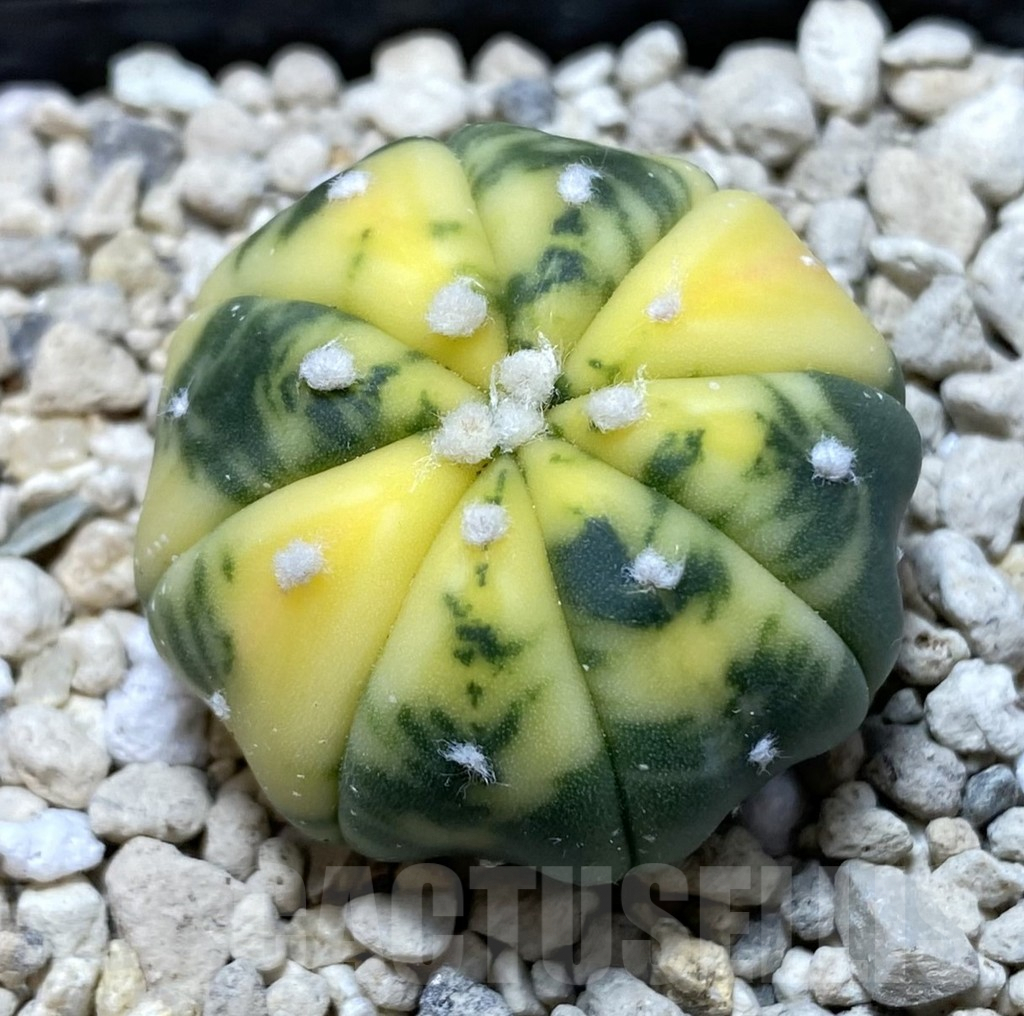 SHPR39940 Astrophytum asterias f. variegata