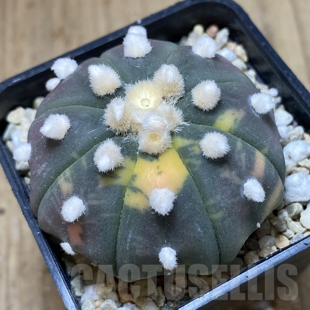 SHPR39941 Astrophytum asterias ‘Red Purple Skin’ f. variegata