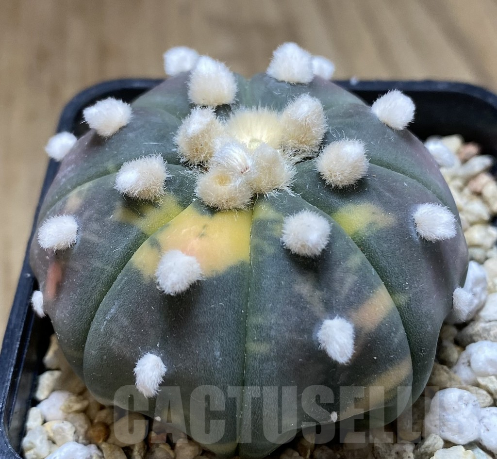 SHPR39941 Astrophytum asterias ‘Red Purple Skin’ f. variegata - 画像 (2)