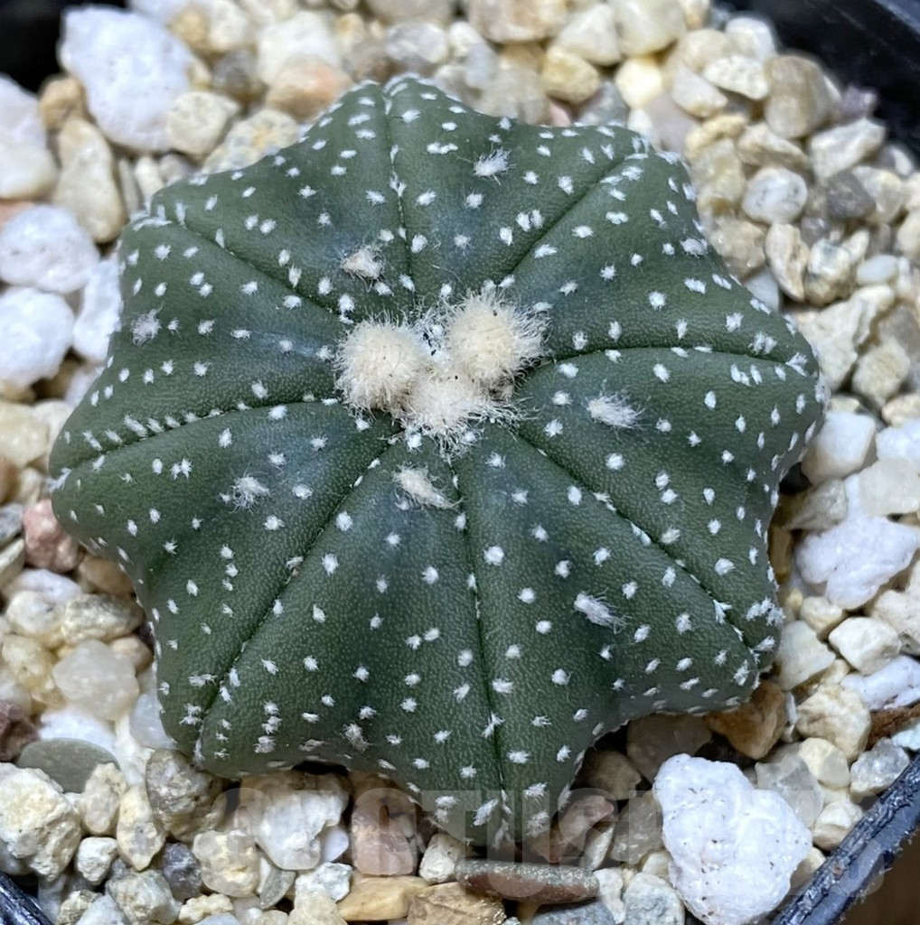 SHPR39919 Astrophytum asterias ‘Star Shape’