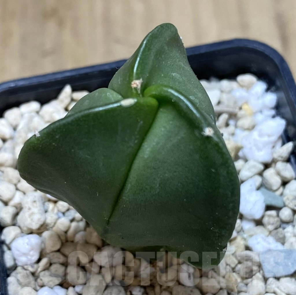 SHPR39943 Astrophytum myriostigma v. tricostatum f. nudum - Obrázek 2
