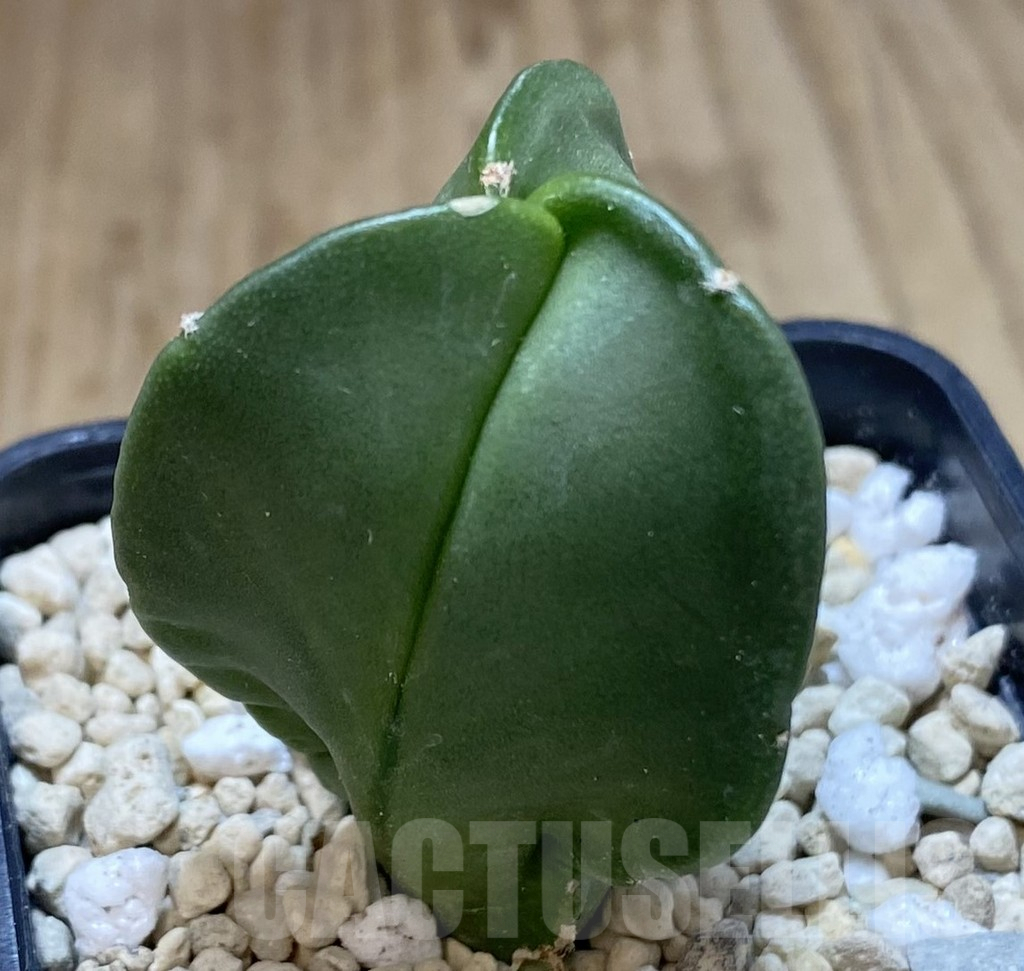 SHPR39943 Astrophytum myriostigma v. tricostatum f. nudum