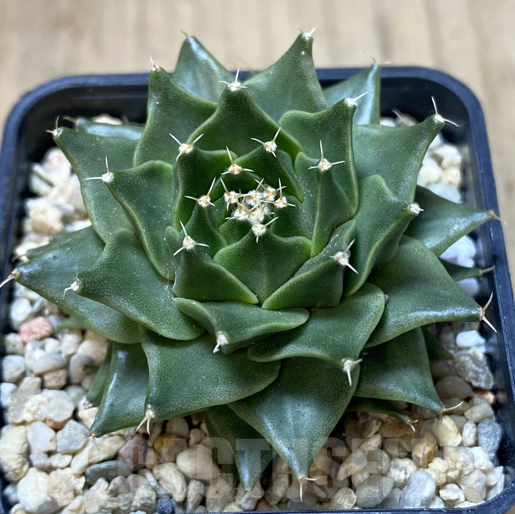 SHPR39945 Obregonia denegrii