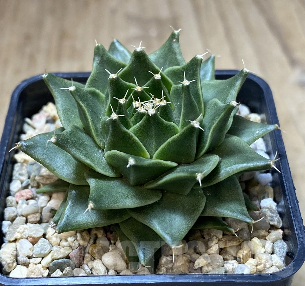 SHPR39945 Obregonia denegrii - Obrázek 2