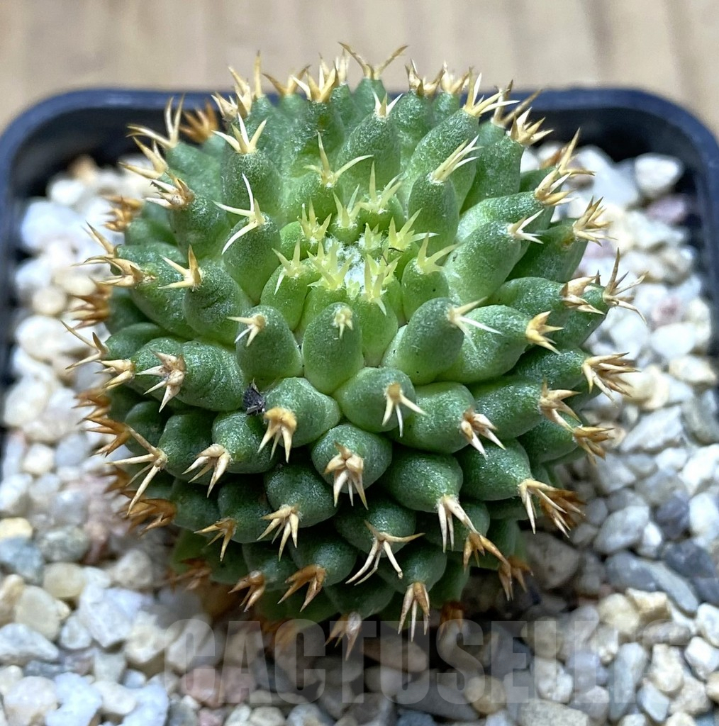 SHPR39946 Mammillaria camptotricha ‘Bru’