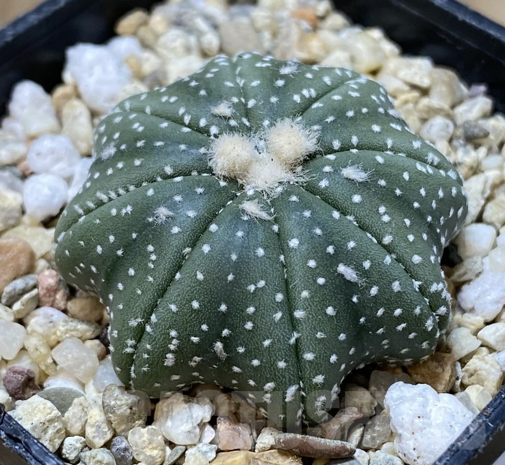SHPR39919 Astrophytum asterias ‘Star Shape’ - Зображення 2