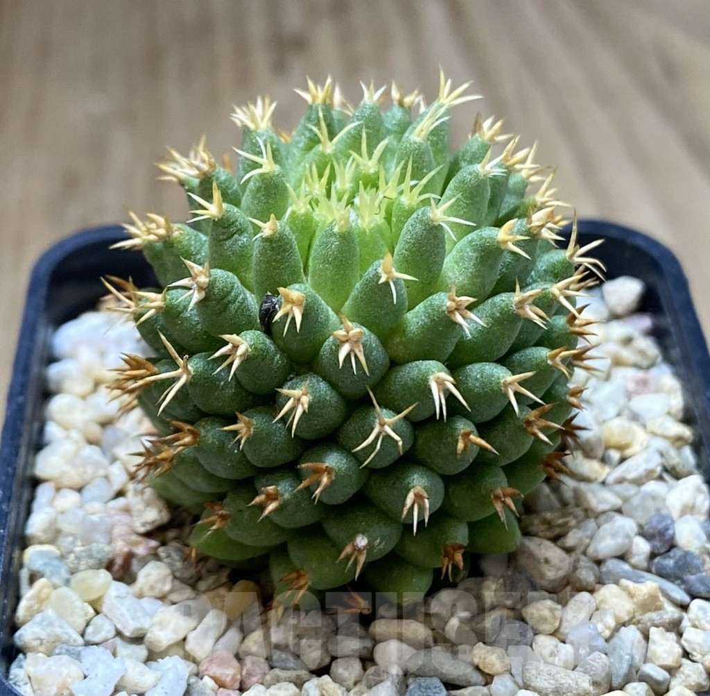 SHPR39946 Mammillaria camptotricha ‘Bru’ - Image 2