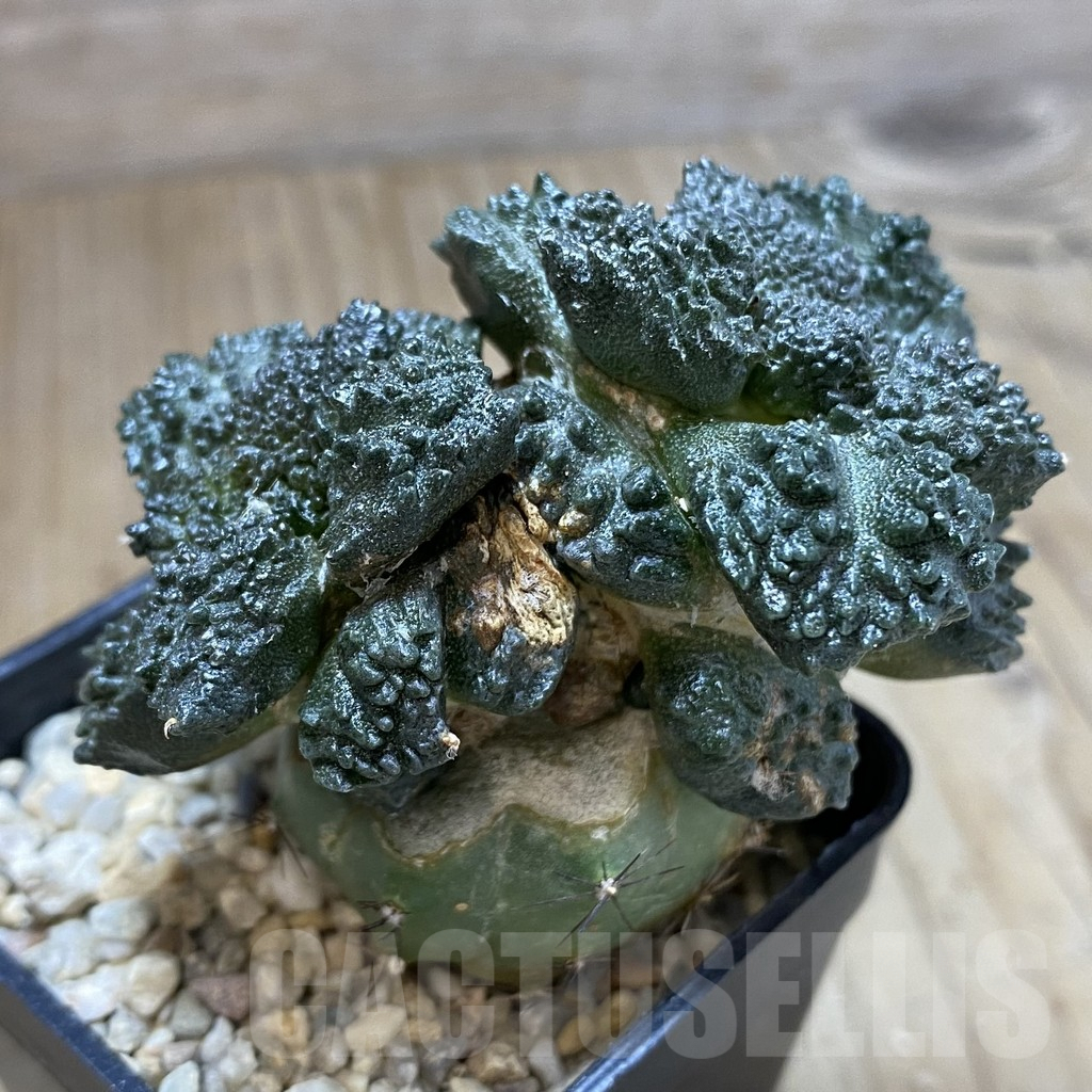 SHPR40117 Ariocarpus fissuratus “Godzilla” , grafted - Image 2