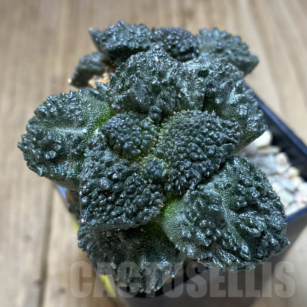 SHPR40117 Ariocarpus fissuratus “Godzilla” , grafted