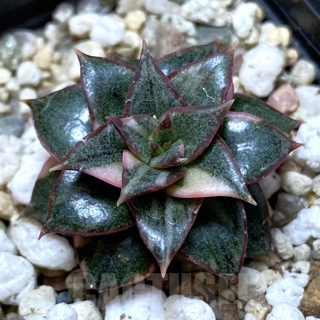 SHPR40119 Echeveria purpusorum ‘Monocerotis’ f. variegata
