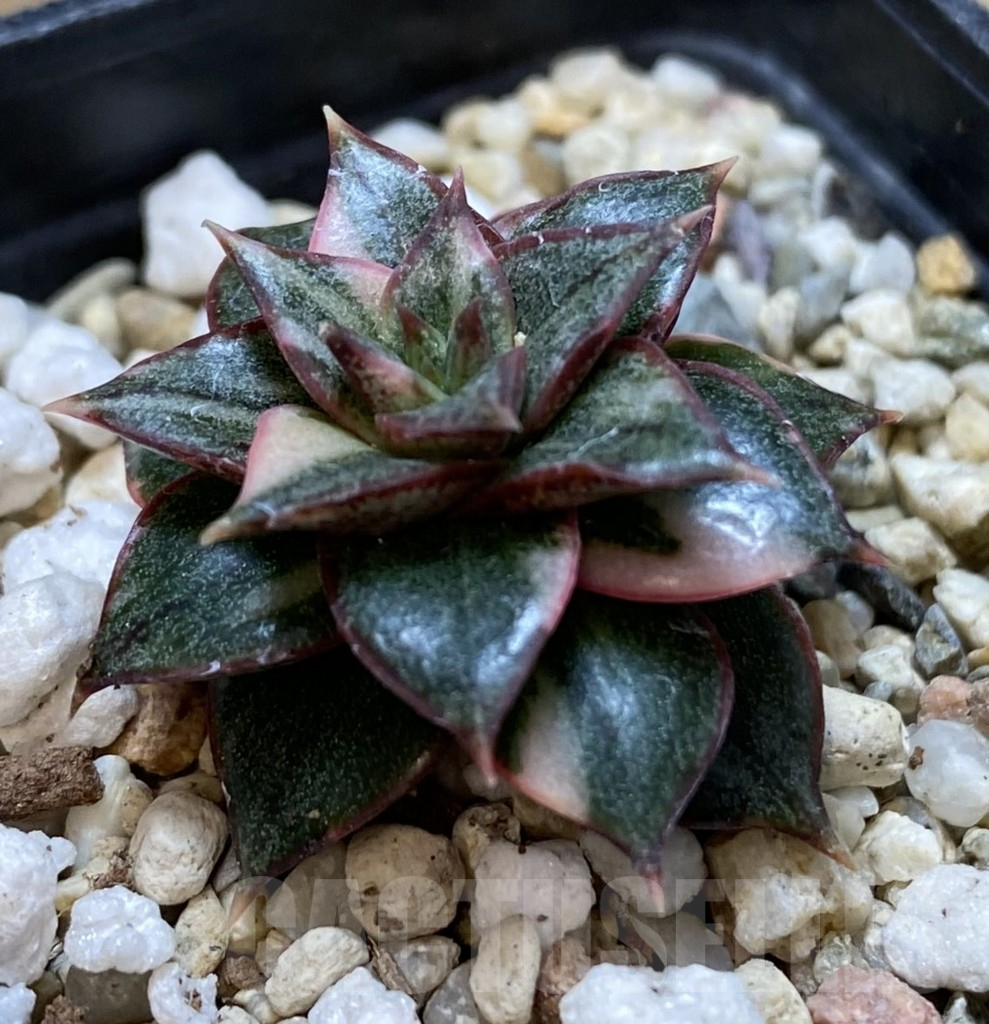 SHPR40119 Echeveria purpusorum ‘Monocerotis’ f. variegata - Image 2