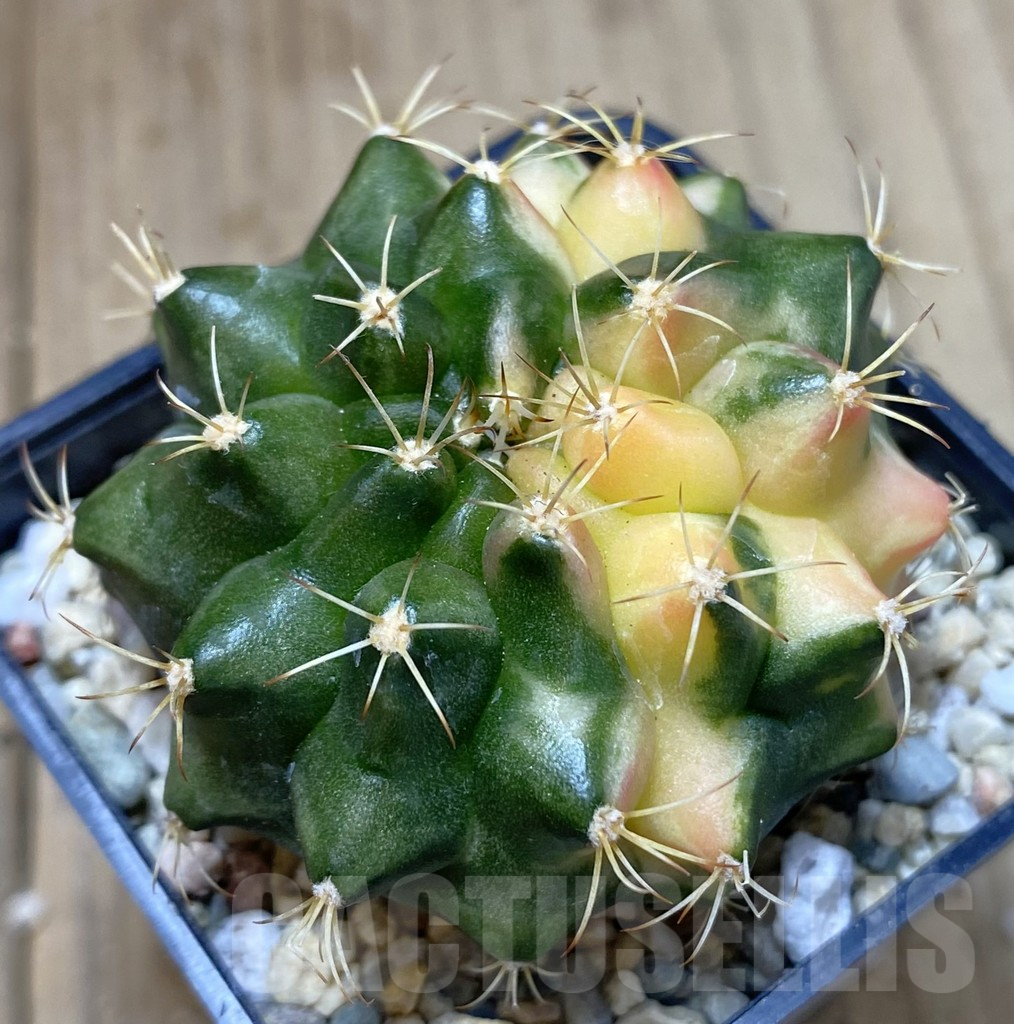 SHPR40070 Gymnocalycium mihanovichii ‘Transformer’ f. variegata hybrid, seedling