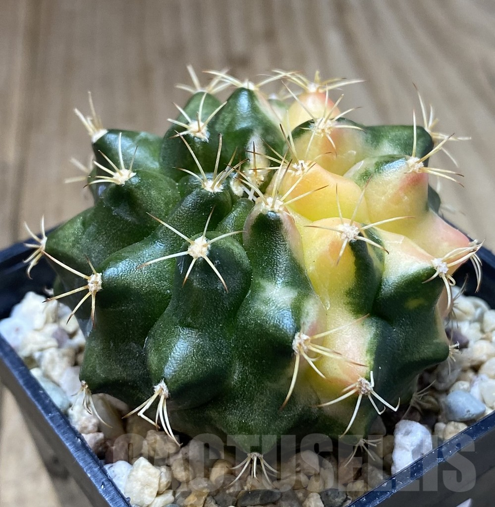 SHPR40070 Gymnocalycium mihanovichii ‘Transformer’ f. variegata hybrid, seedling - Image 2