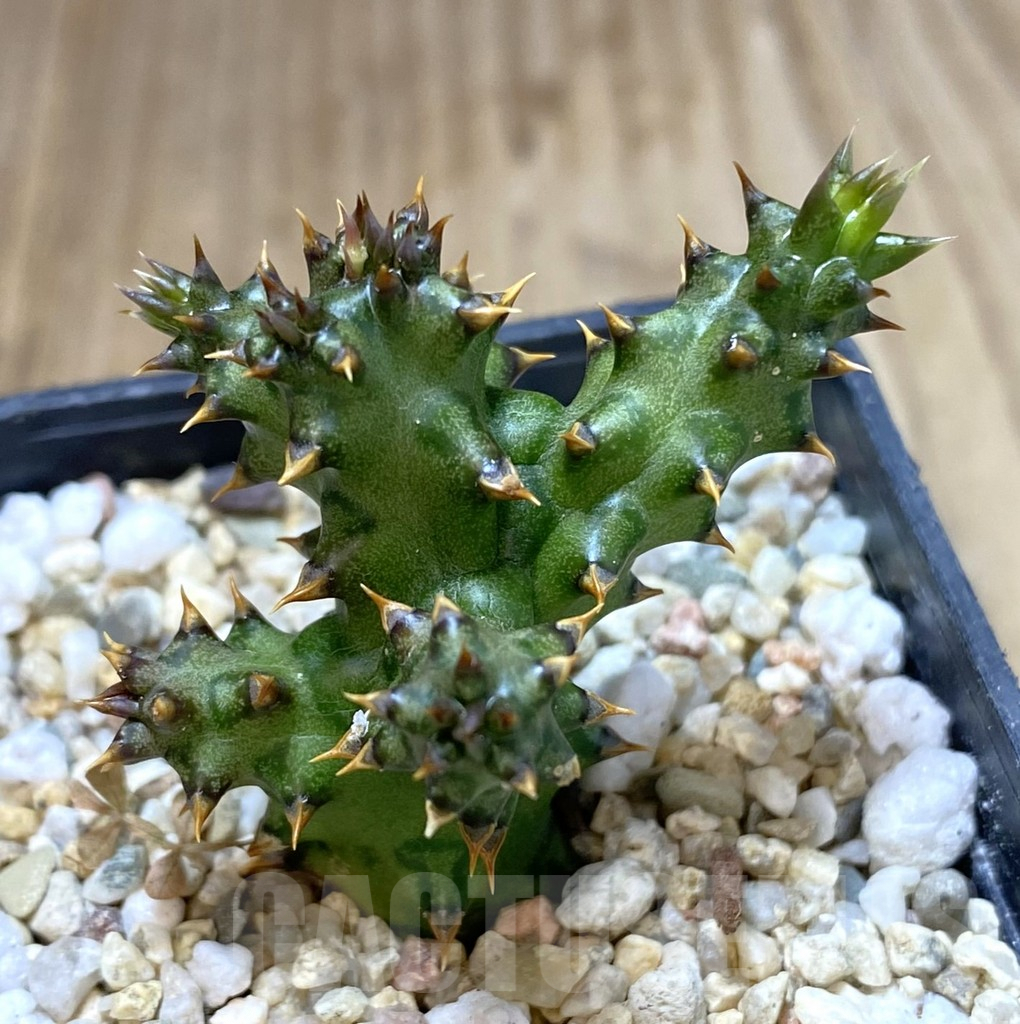 SHPR40120 Edithcolea grandis