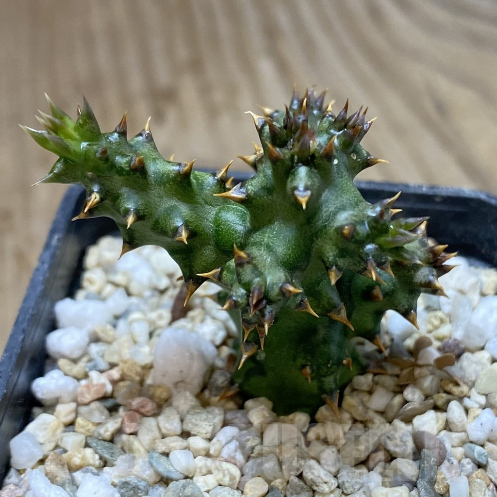 SHPR40120 Edithcolea grandis - Image 2