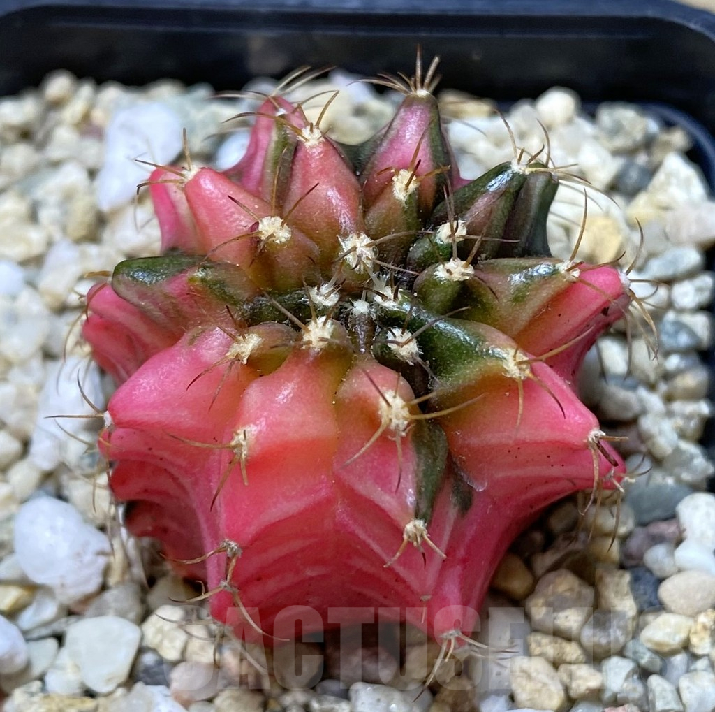 SHPR40071 Gymnocalycium mihanovichii ‘Transformer’ f. variegata hybrid, seedling