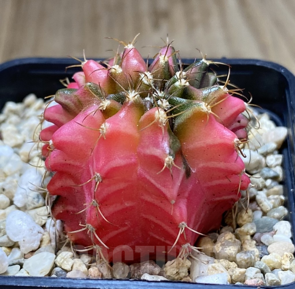 SHPR40071 Gymnocalycium mihanovichii ‘Transformer’ f. variegata hybrid, seedling - Image 2