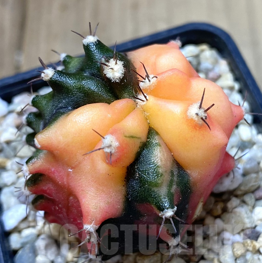 SHPR40072 Gymnocalycium mihanovichii ‘Transformer’ f. variegata hybrid, seedling
