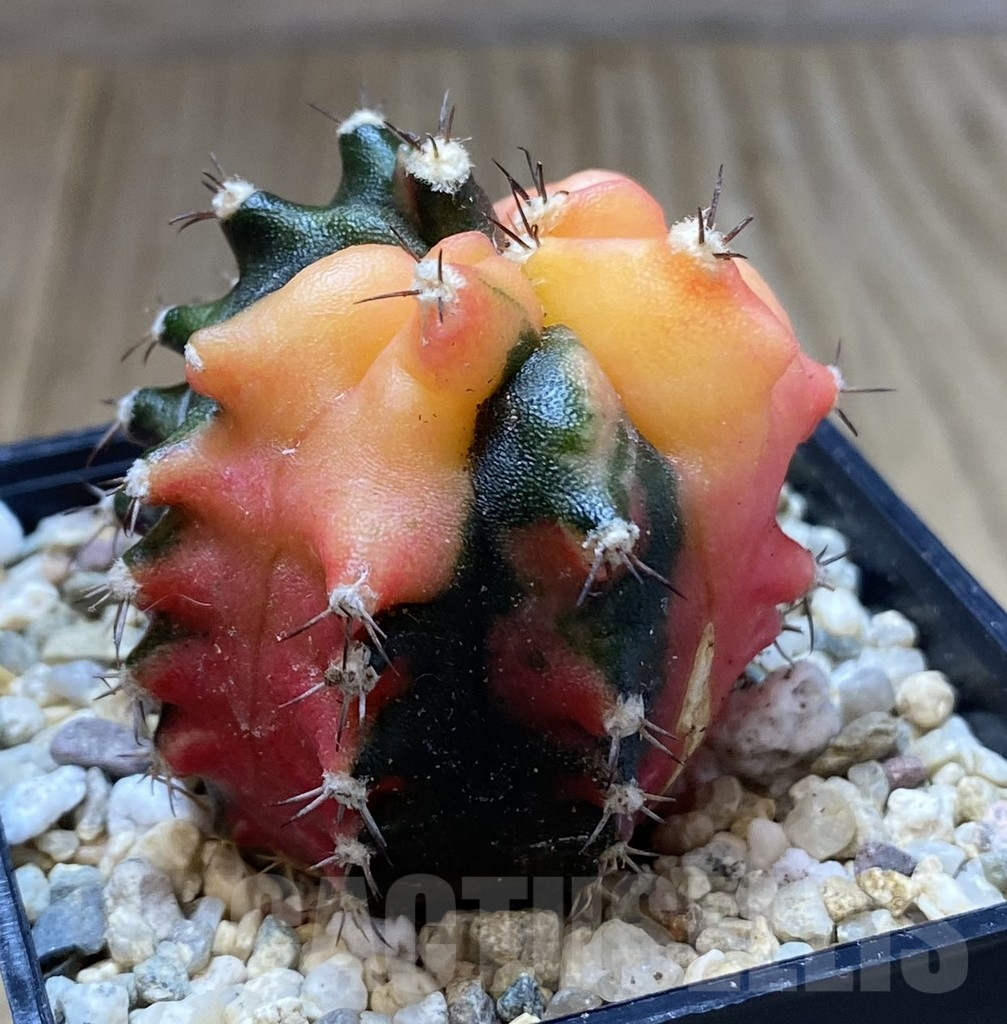 SHPR40072 Gymnocalycium mihanovichii ‘Transformer’ f. variegata hybrid, seedling - Image 2
