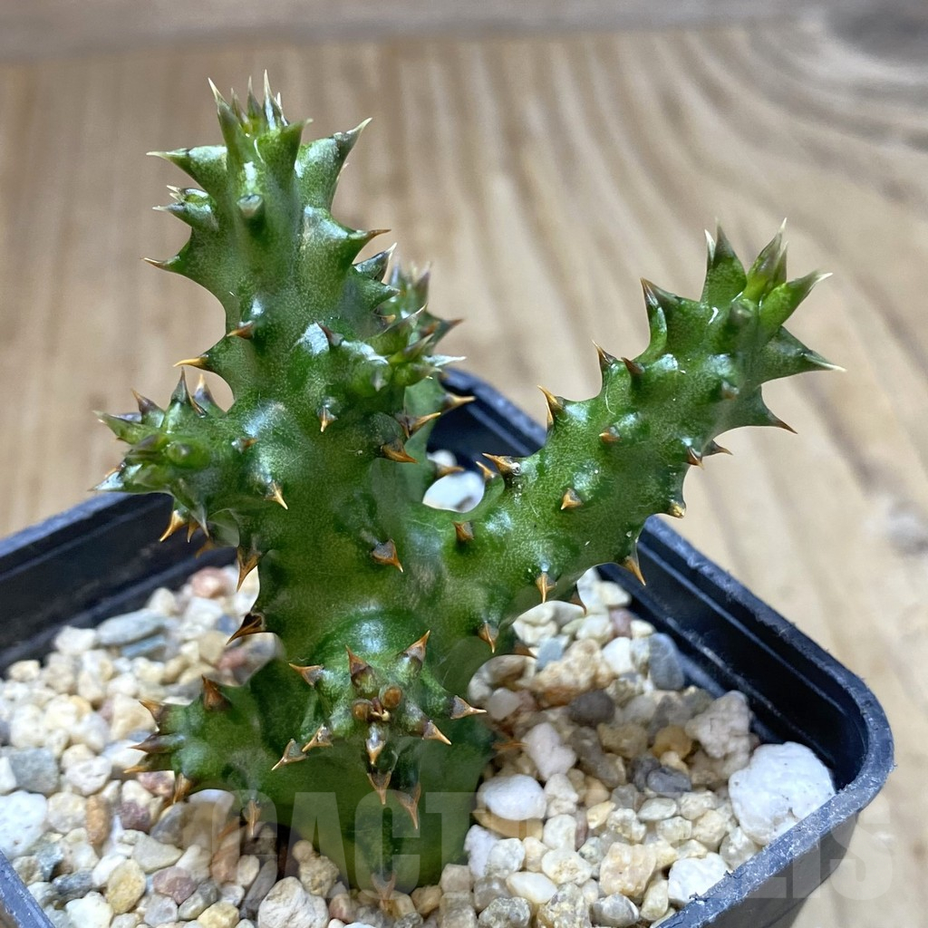 SHPR40122 Edithcolea grandis