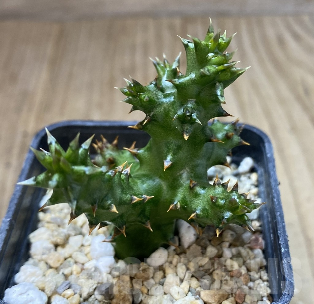 SHPR40122 Edithcolea grandis - Зображення 2