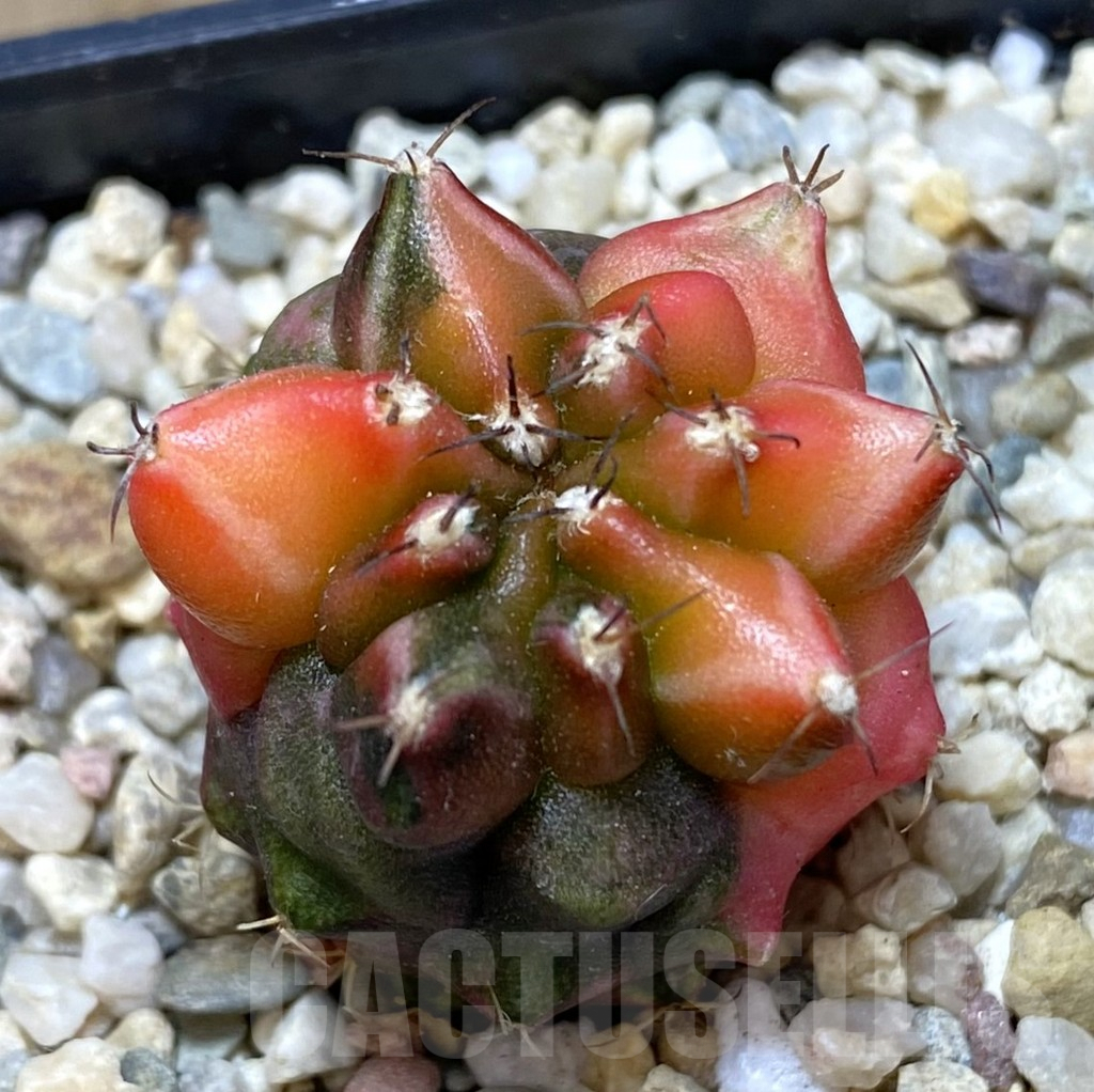 SHPR40073 Gymnocalycium mihanovichii ‘Transformer’ f. variegata hybrid, seedling