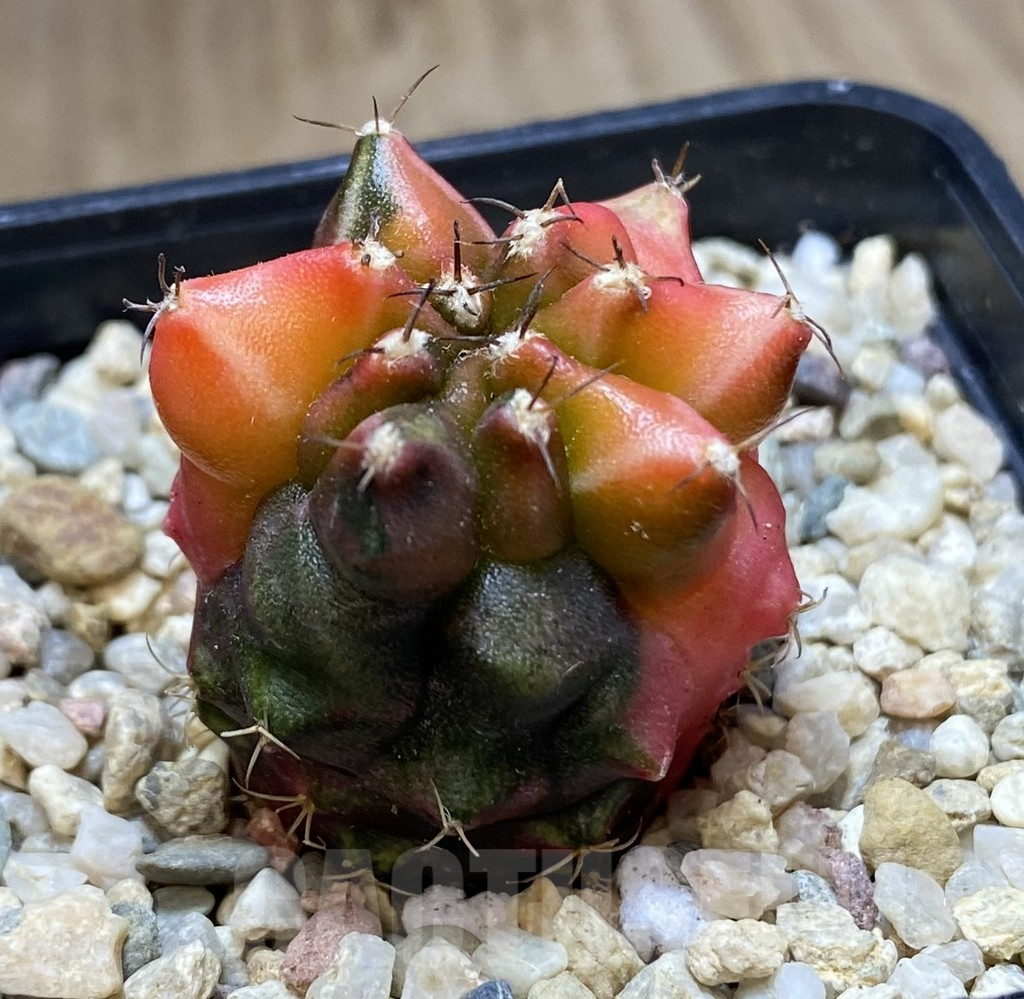 SHPR40073 Gymnocalycium mihanovichii ‘Transformer’ f. variegata hybrid, seedling - Image 2