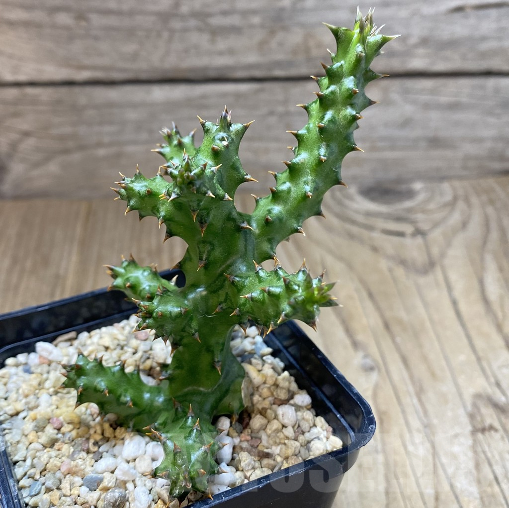 SHPR40123 Edithcolea grandis - Зображення 2