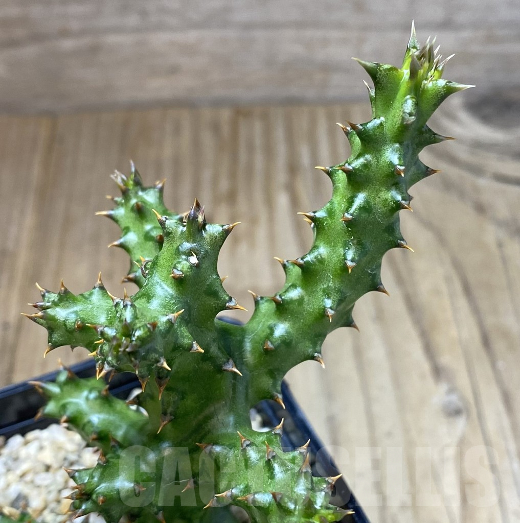 SHPR40123 Edithcolea grandis