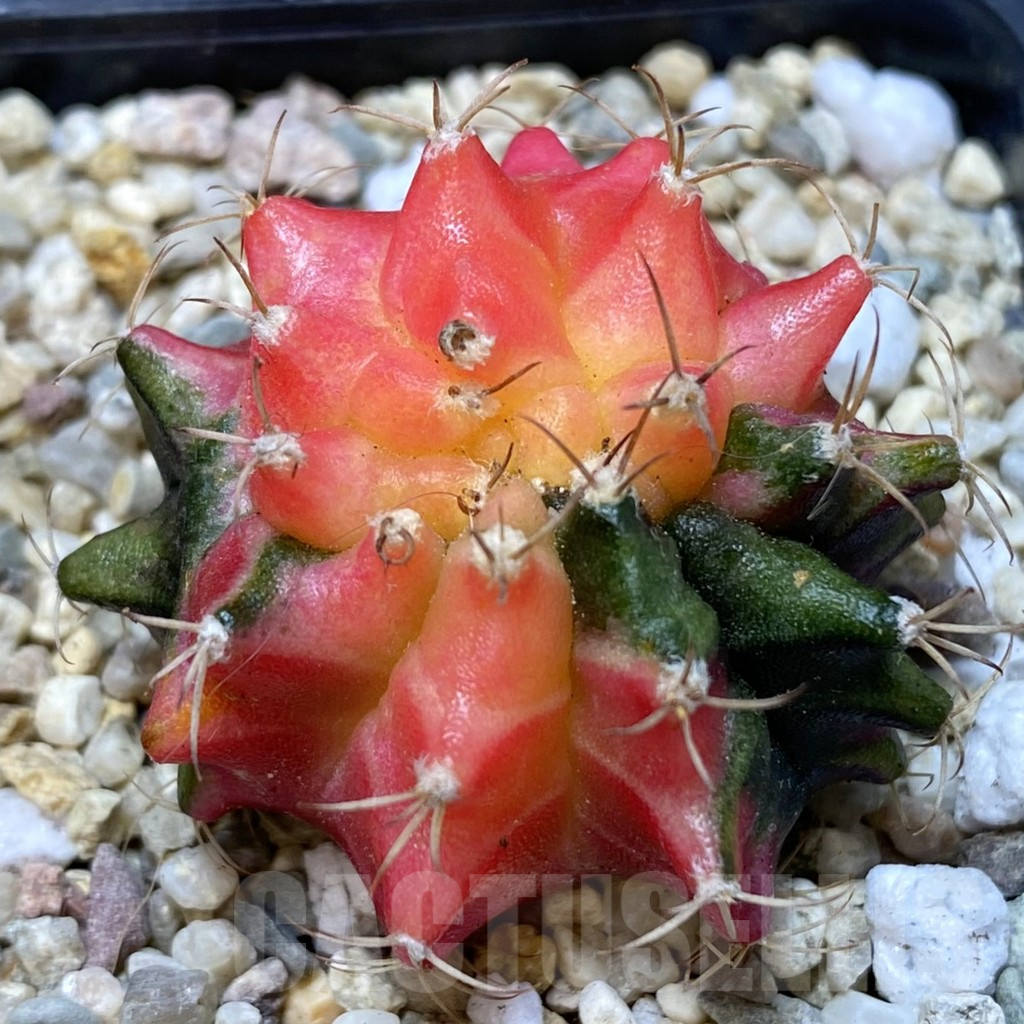 SHPR40074 Gymnocalycium mihanovichii ‘Transformer’ f. variegata hybrid, seedling