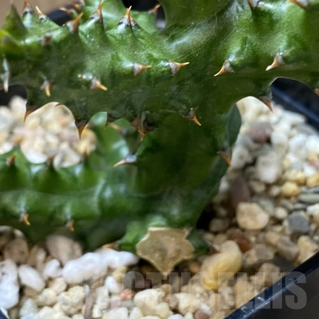 SHPR40123 Edithcolea grandis - Зображення 3