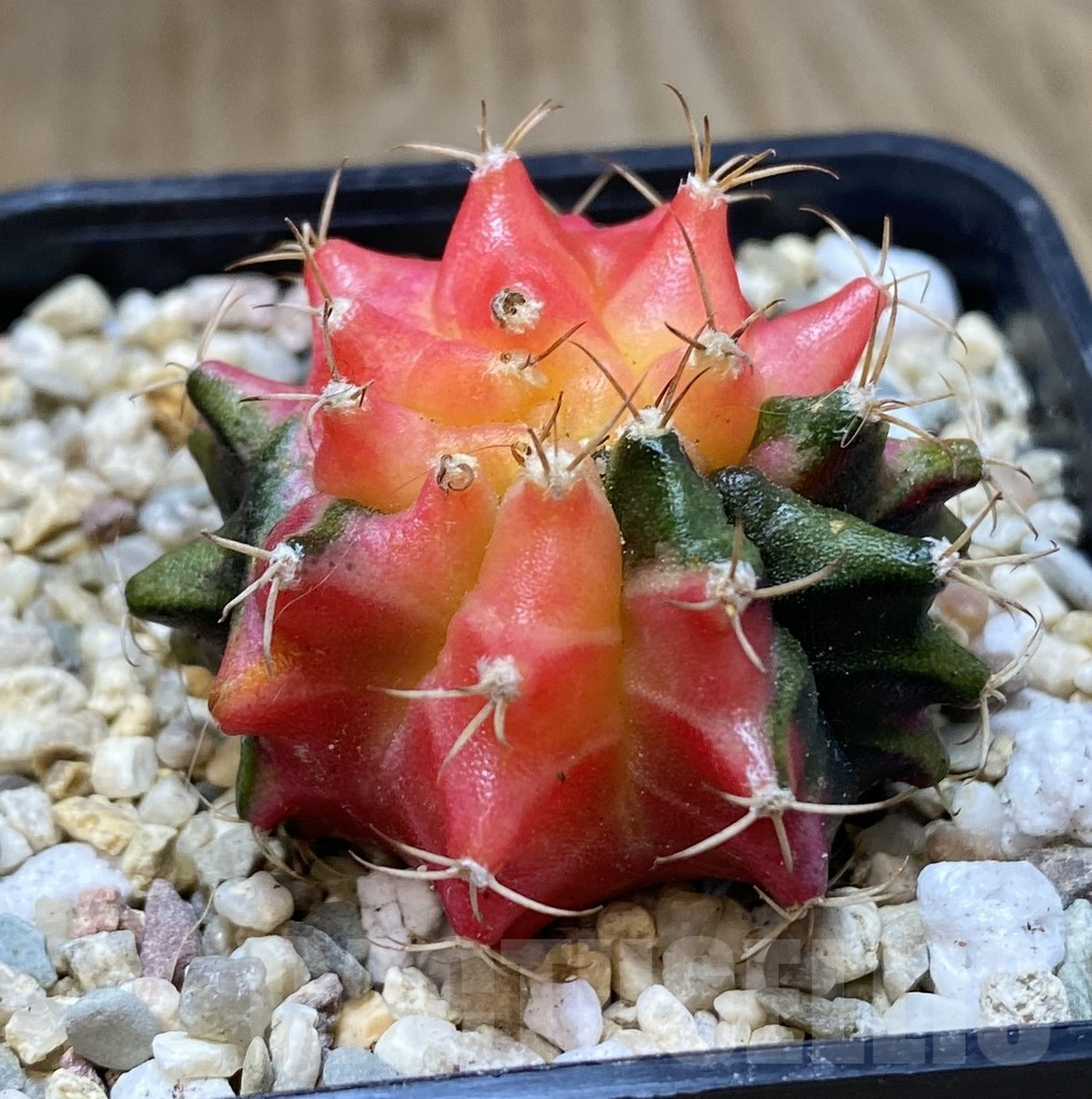SHPR40074 Gymnocalycium mihanovichii ‘Transformer’ f. variegata hybrid, seedling - Obrázek 2