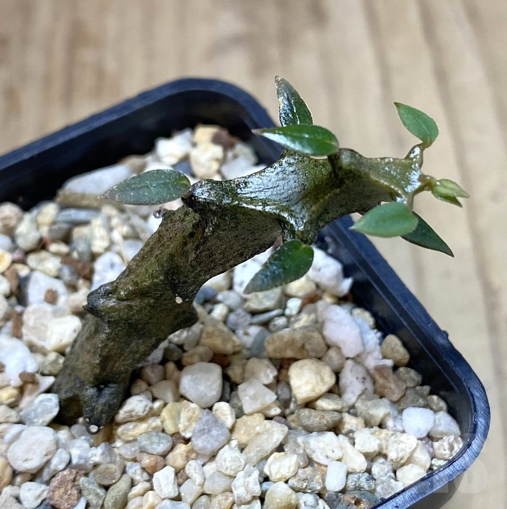 SHPR40124 Ceropegia bosseri