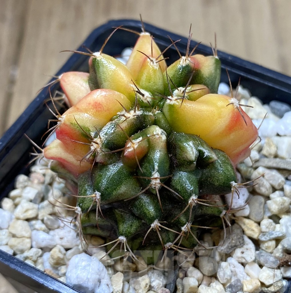 SHPR40075 Gymnocalycium mihanovichii ‘Transformer’ f. variegata hybrid, seedling