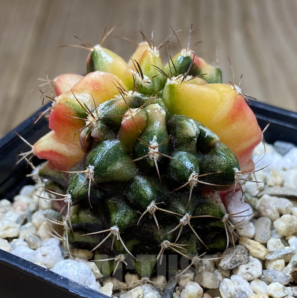 SHPR40075 Gymnocalycium mihanovichii ‘Transformer’ f. variegata hybrid, seedling - immagine 2