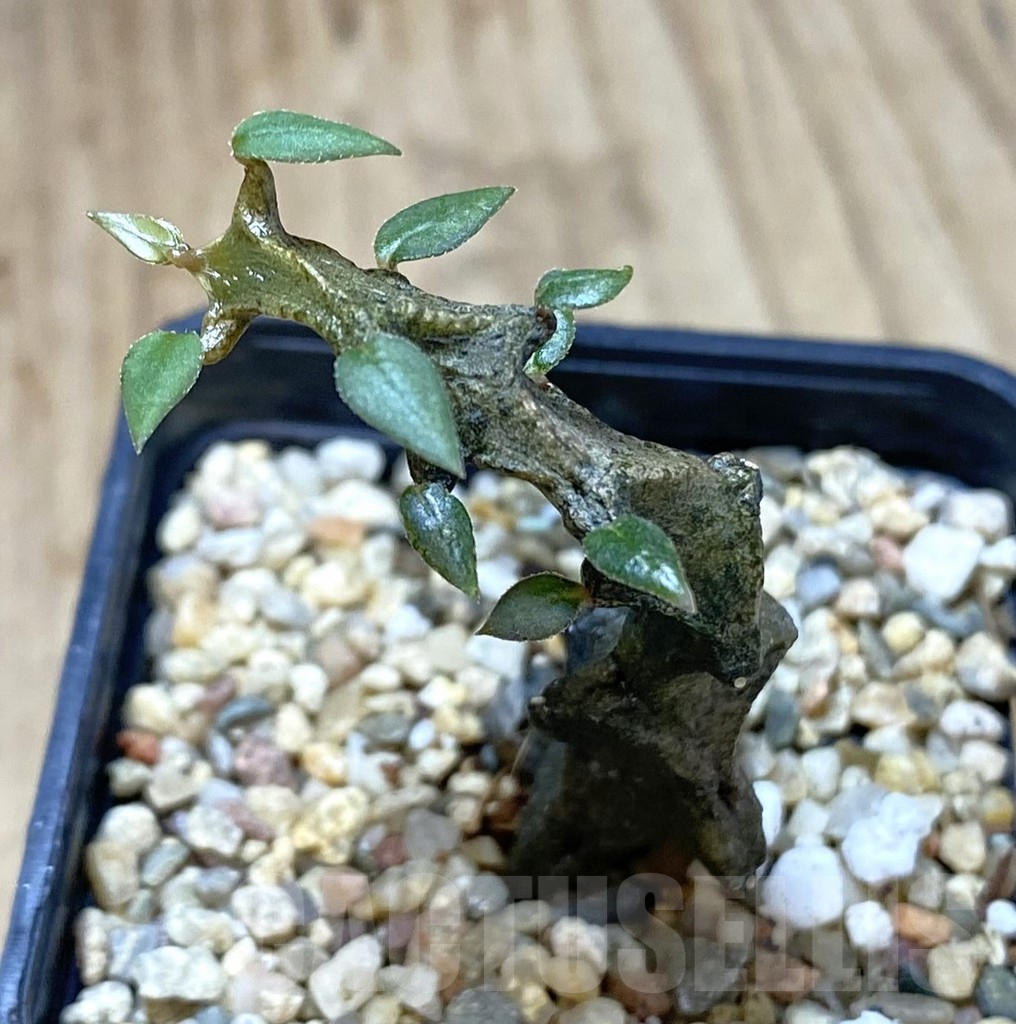 SHPR40125 Ceropegia bosseri