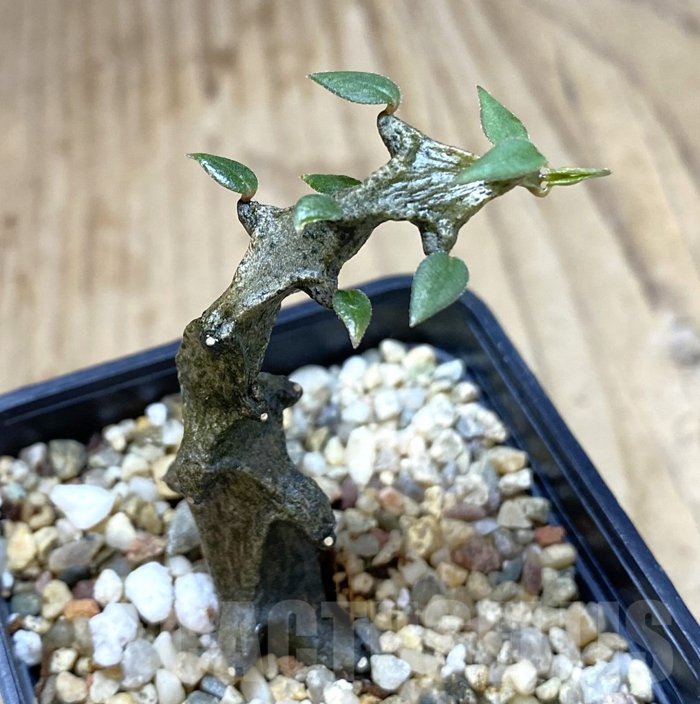 SHPR40125 Ceropegia bosseri - immagine 2