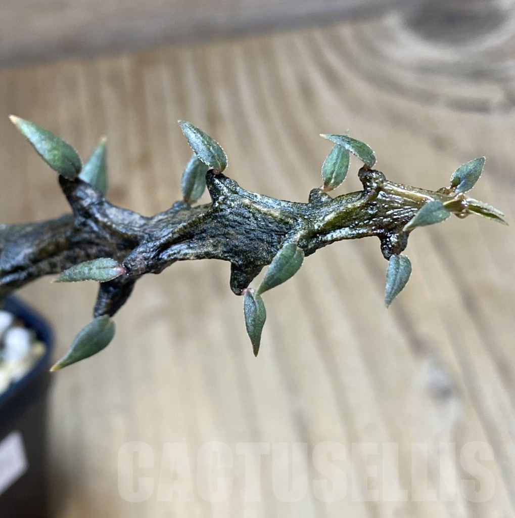 SHPR40126 Ceropegia bosseri