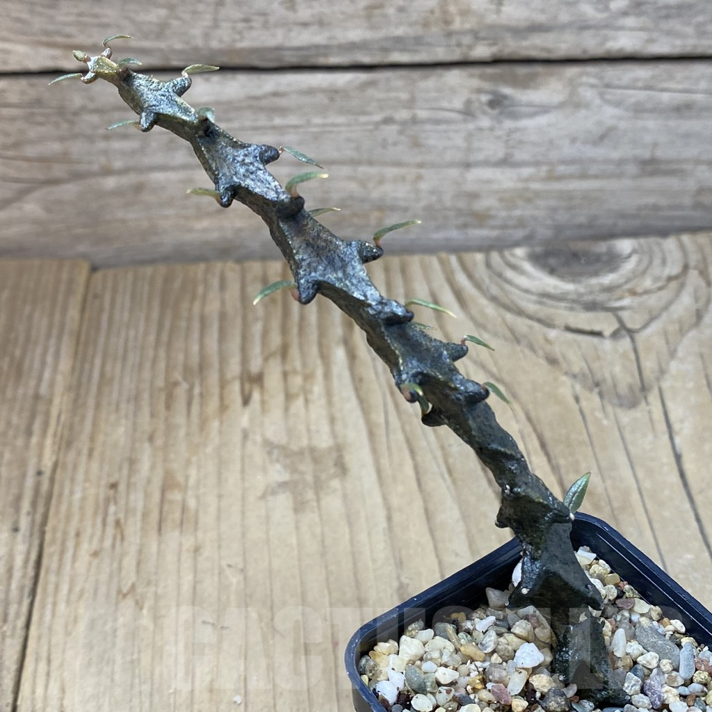 SHPR40126 Ceropegia bosseri - immagine 2