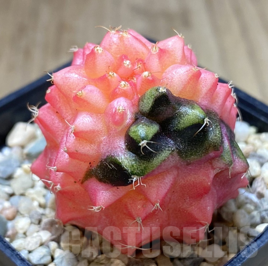 SHPR40077 Gymnocalycium mihanovichii ‘Transformer’ f. variegata hybrid, seedling