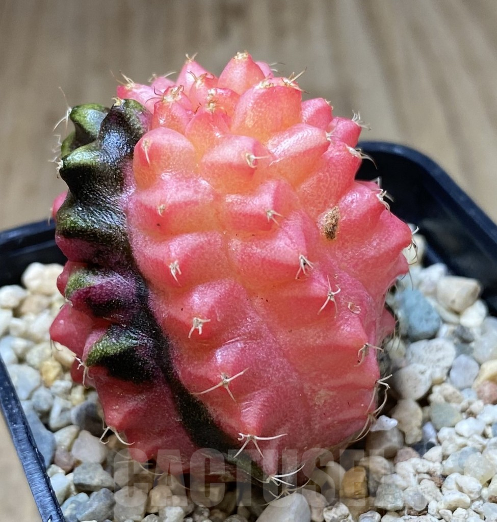 SHPR40077 Gymnocalycium mihanovichii ‘Transformer’ f. variegata hybrid, seedling - 画像 (2)