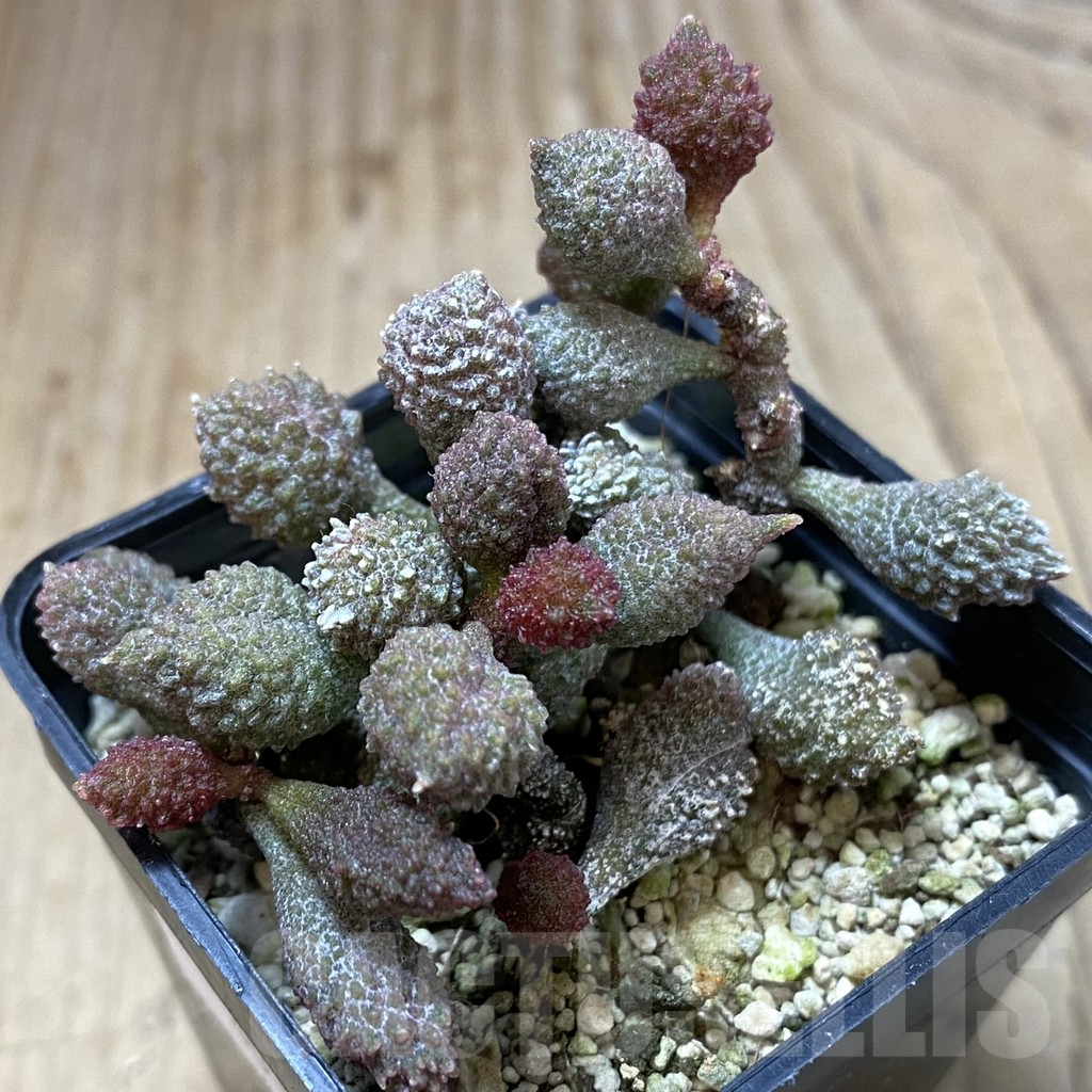 SHPR40128 Adromischus marianae v. herrei