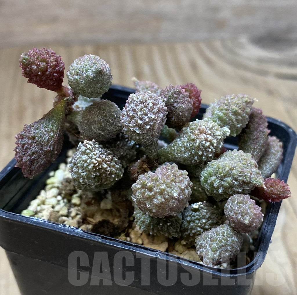 SHPR40128 Adromischus marianae v. herrei - Image 2