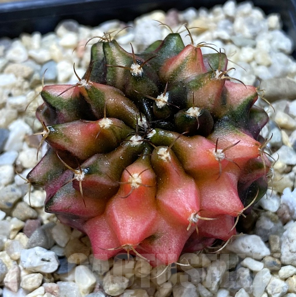 SHPR40079 Gymnocalycium mihanovichii ‘Transformer’ f. variegata hybrid, seedling